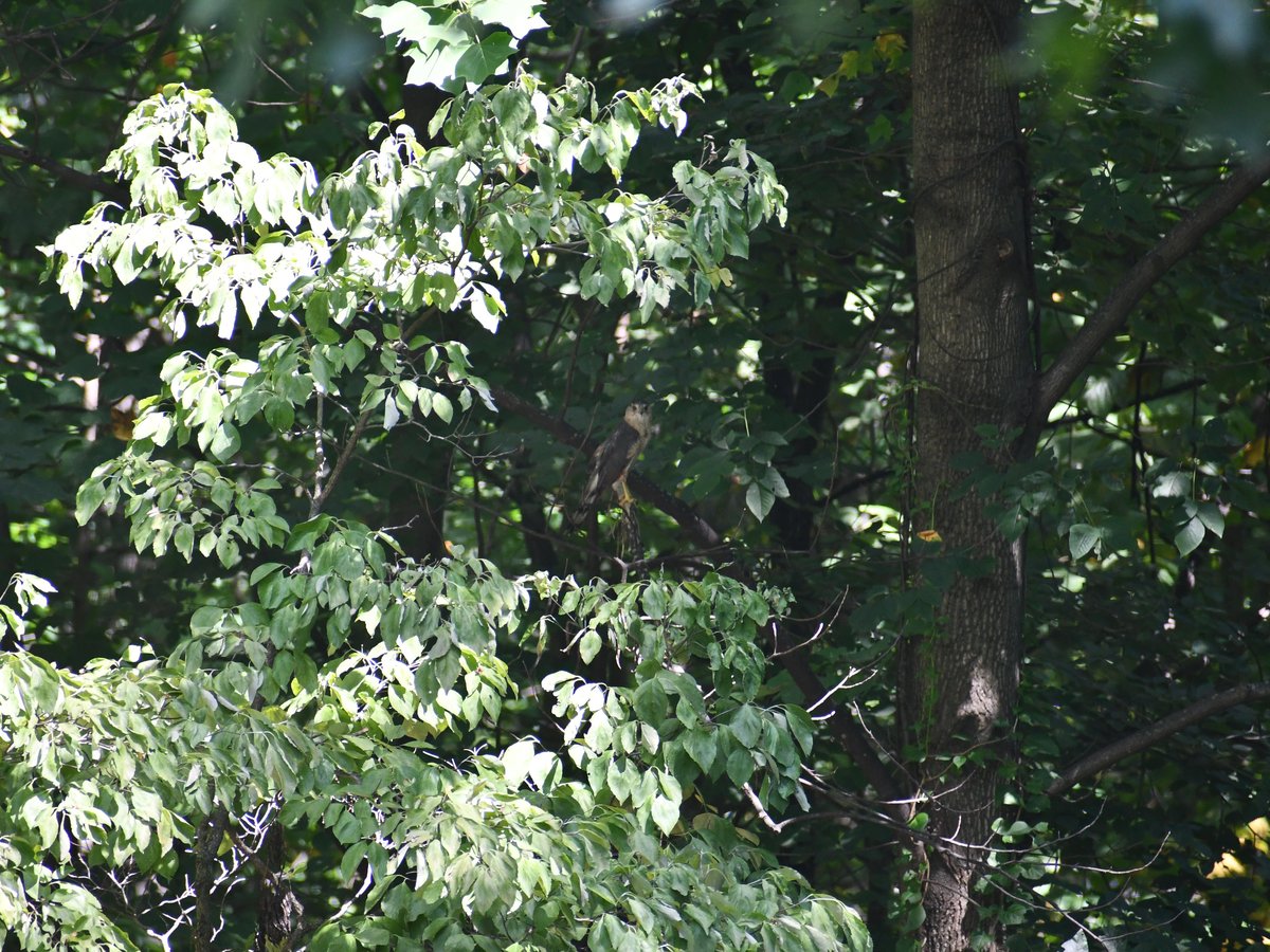 #2:
          Unidentified hawk spotted in a forest back home. Possibly a Merlin.
          f/6.3 at 300mm - Shutter Speed: 1/250    - ISO: 1250
